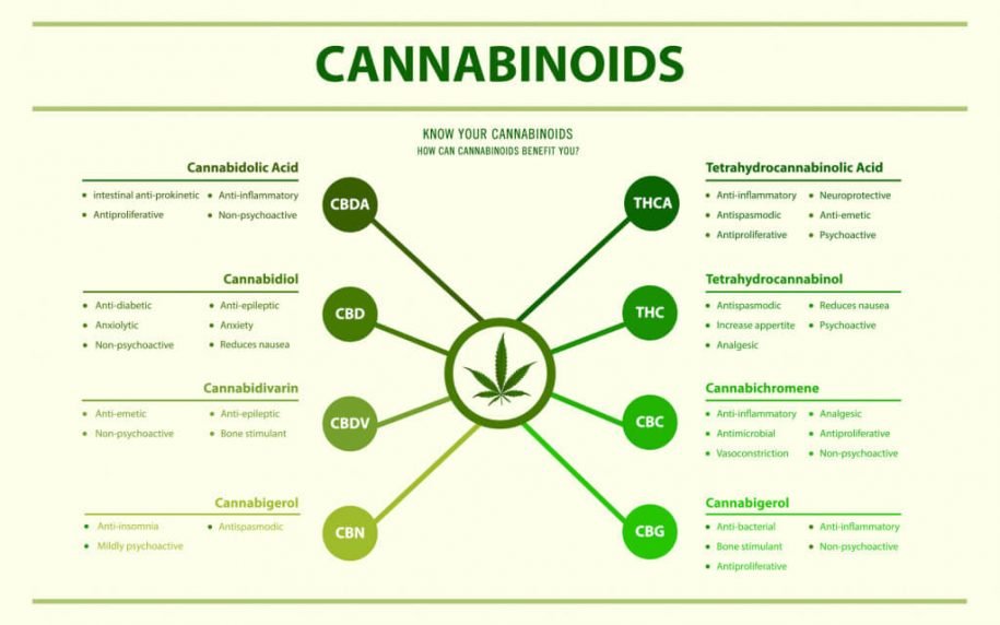 Cbd Vs Thc Whats Best For Me Ozark Mmj Cards