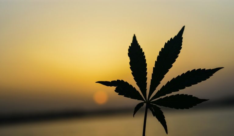 A marijuana leaf in front of a sunset