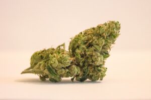 Dry cannabis buds